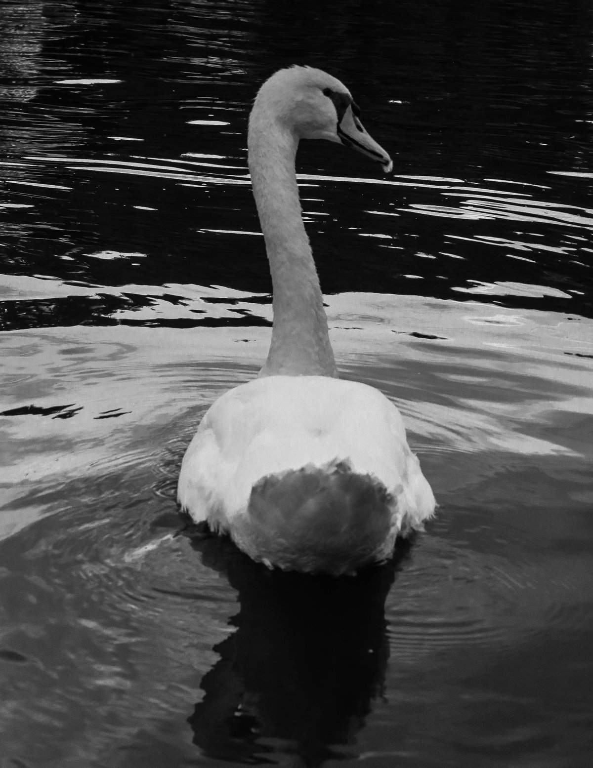 Плачущий лебедь