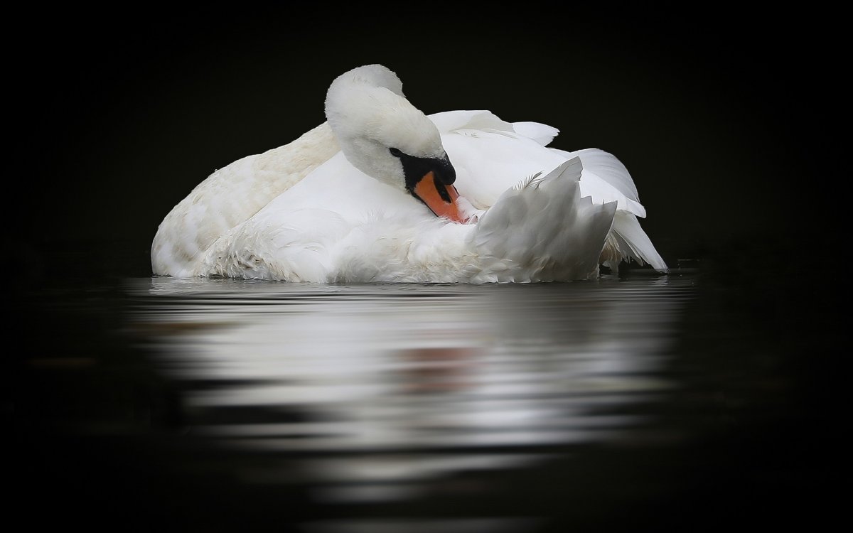 Одинокий лебедь