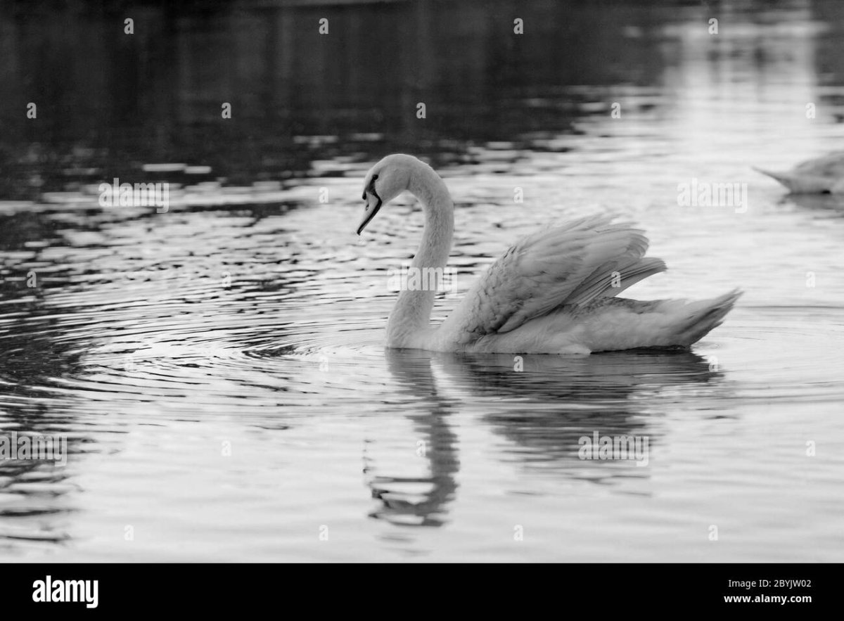 Одинокий лебедь манго