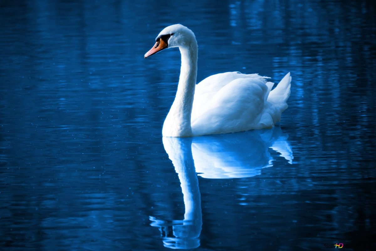 Лебеди на синем фоне