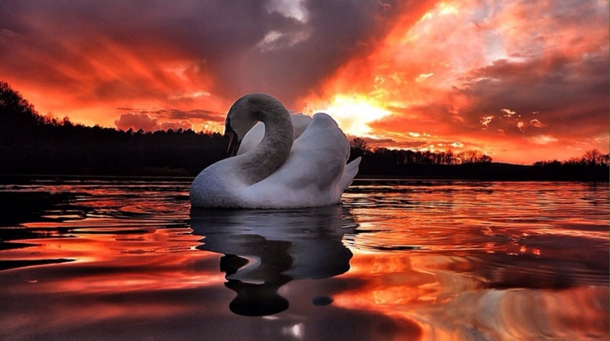 Одинокий лебедь