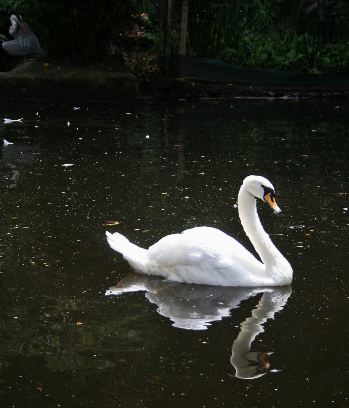 Лебедь Свон