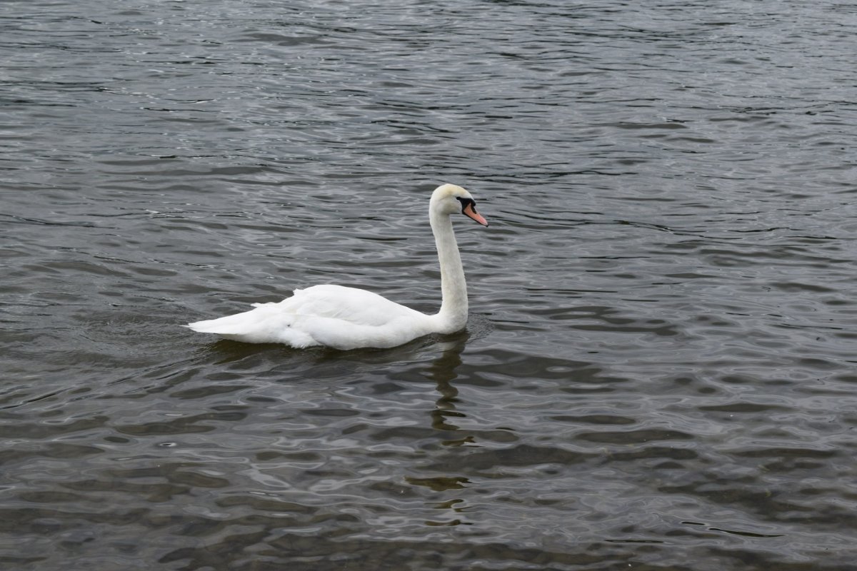 Пятнистый лебедь