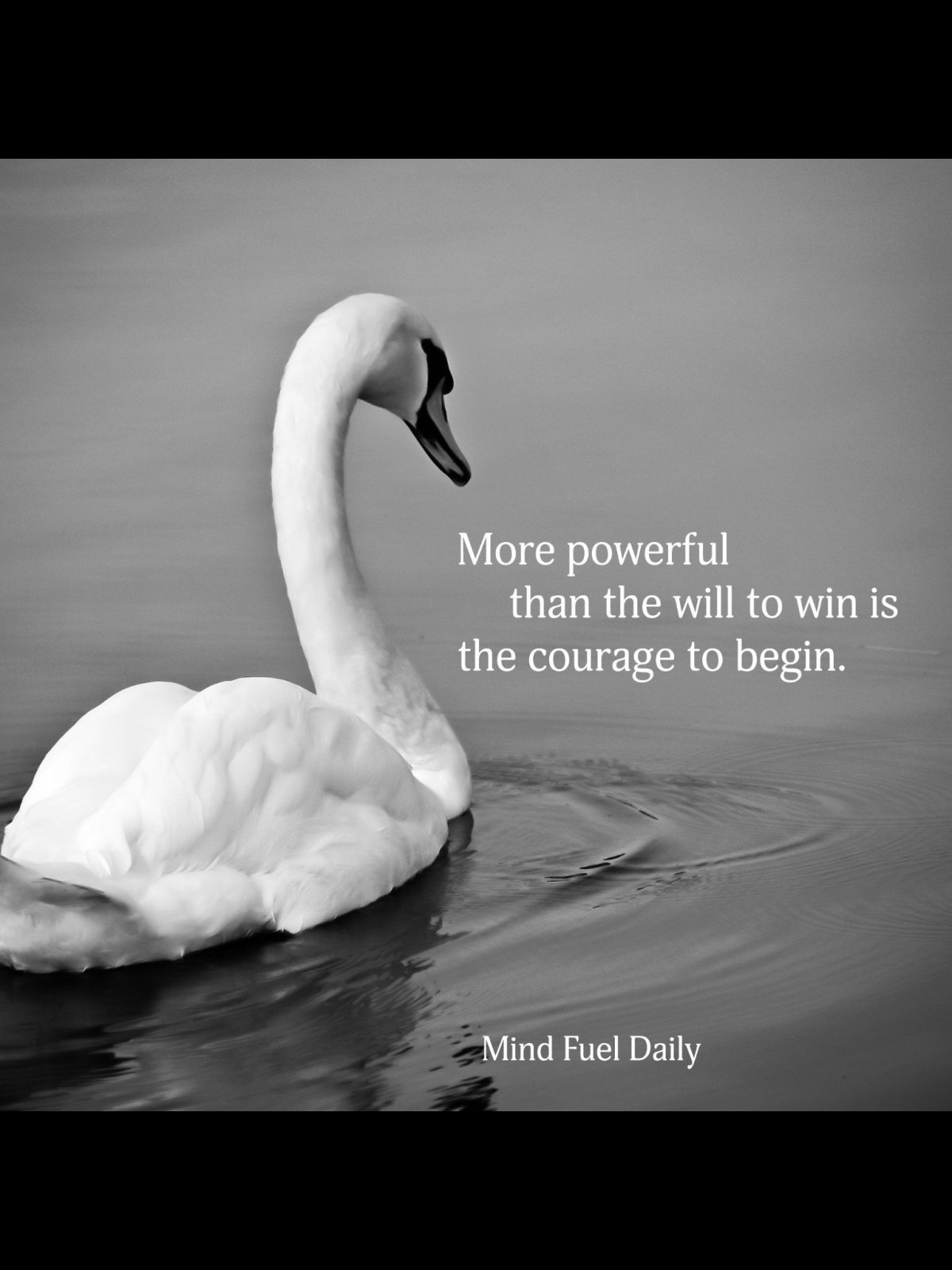 Одиночество лебедь