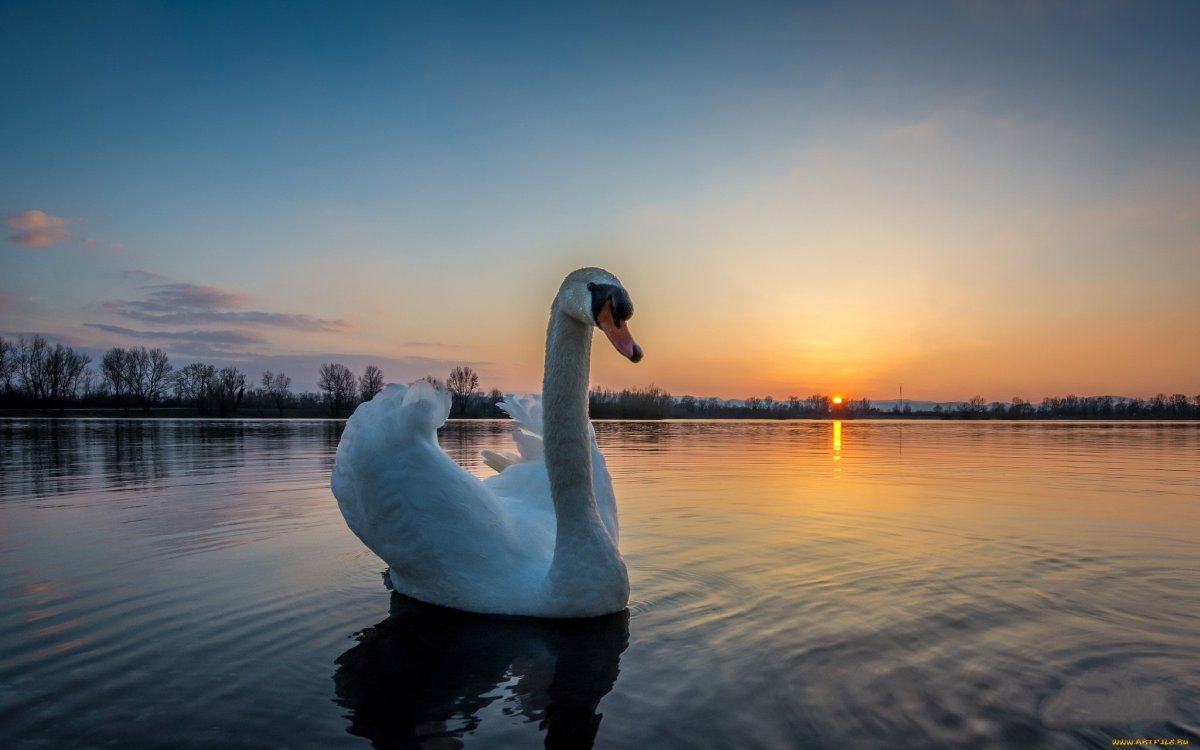 Милые лебеди