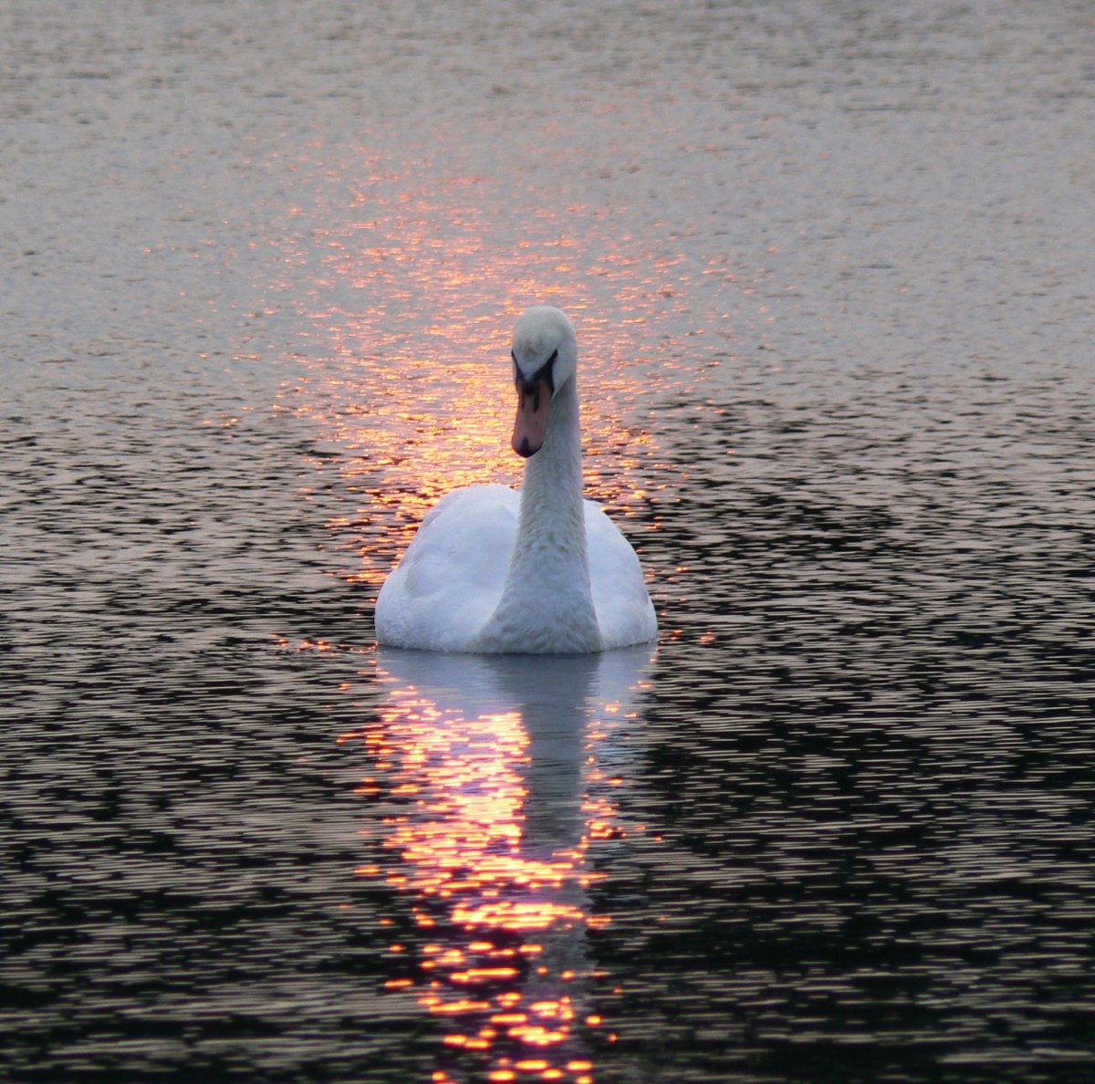 Отражение лебедя в воде
