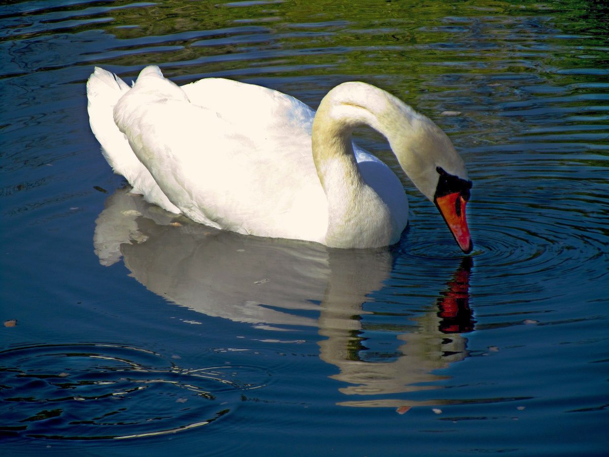 Одинокий лебедь