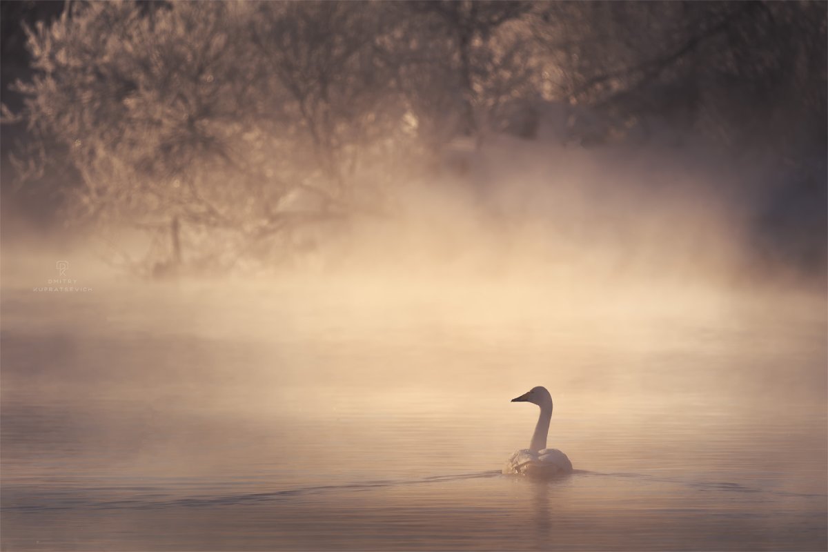 Лебедь озеро туман