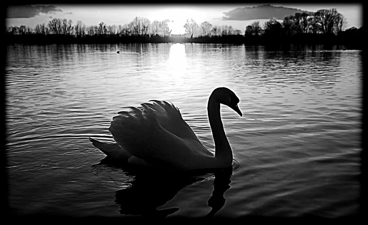 Памятник с лебедем