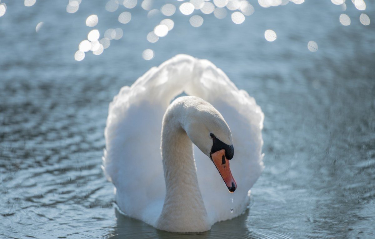 Плачущий лебедь