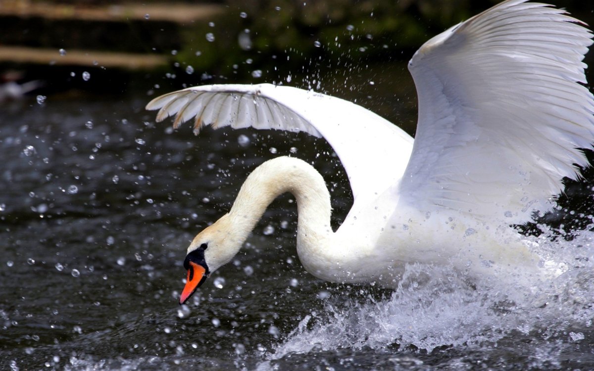 Лебедь взлетает