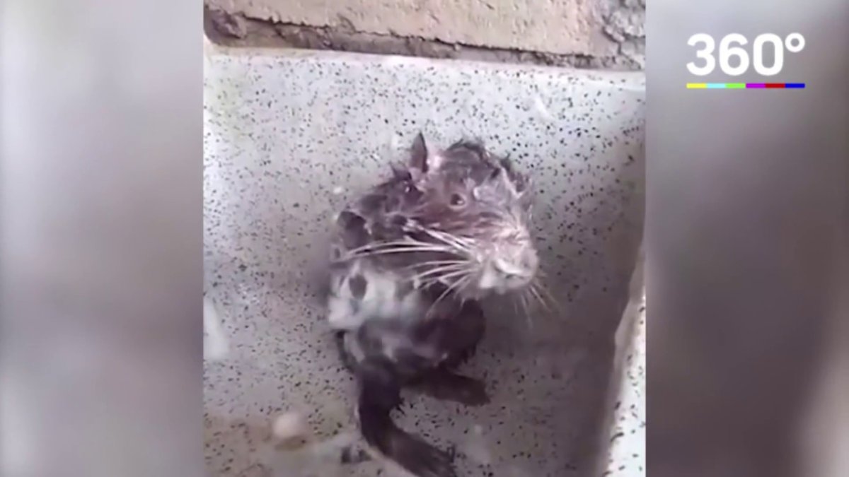 Крыски обнимаются арт