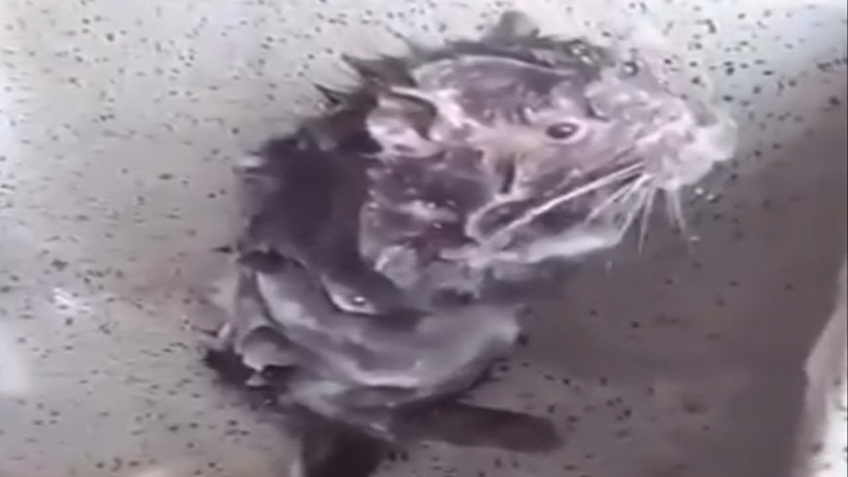 Крыса купается