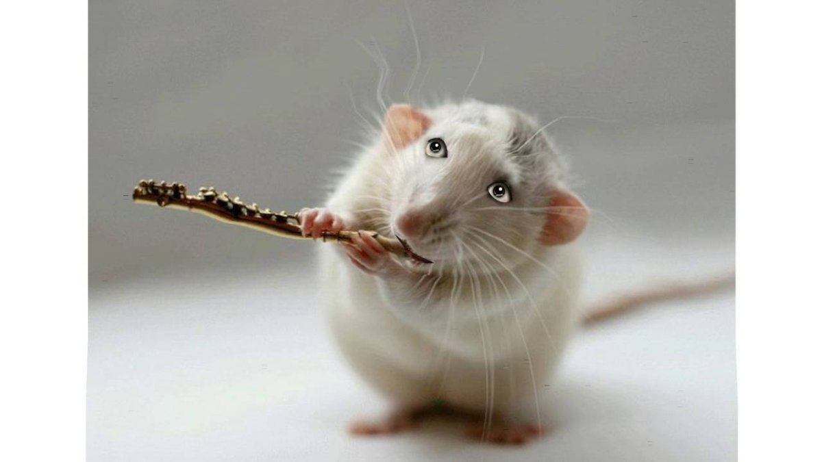 Валентинки с крысами