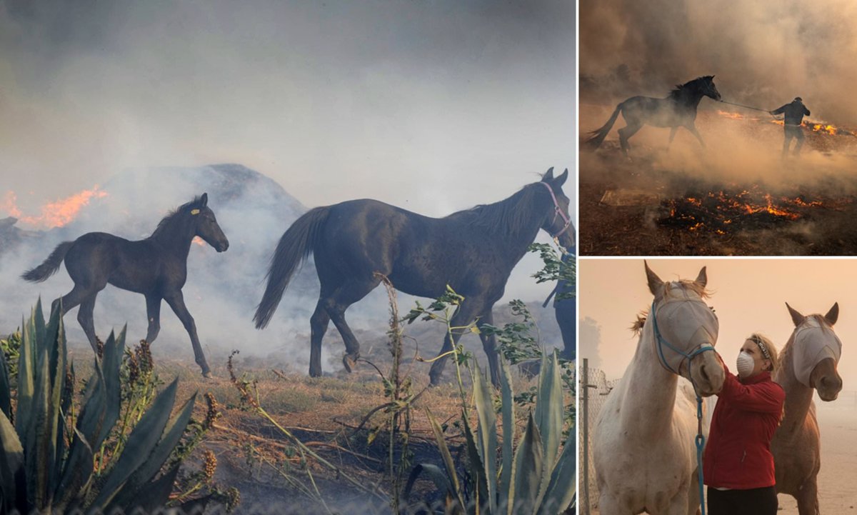 Пожарная команда на конях с паровым насосом
