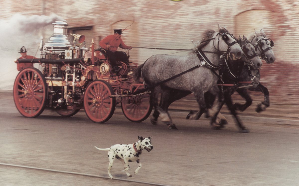 Далматины в пожарной охране