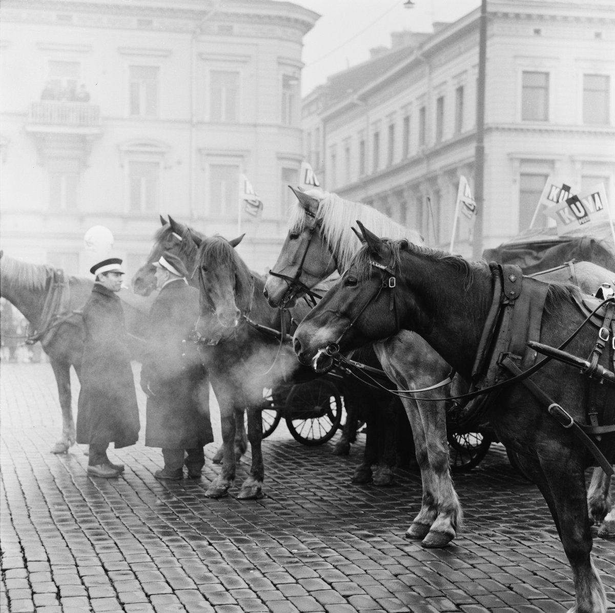 Лошадь в Калифорнии