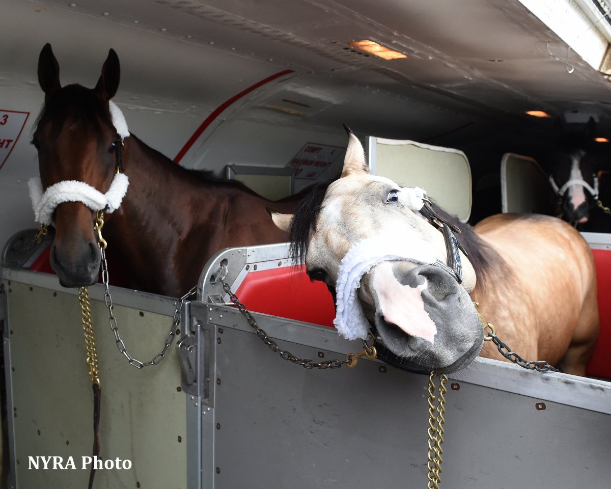 Конный манеж Стар стейбл
