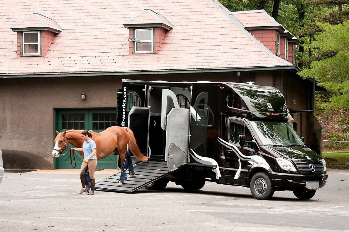 Смешной конь