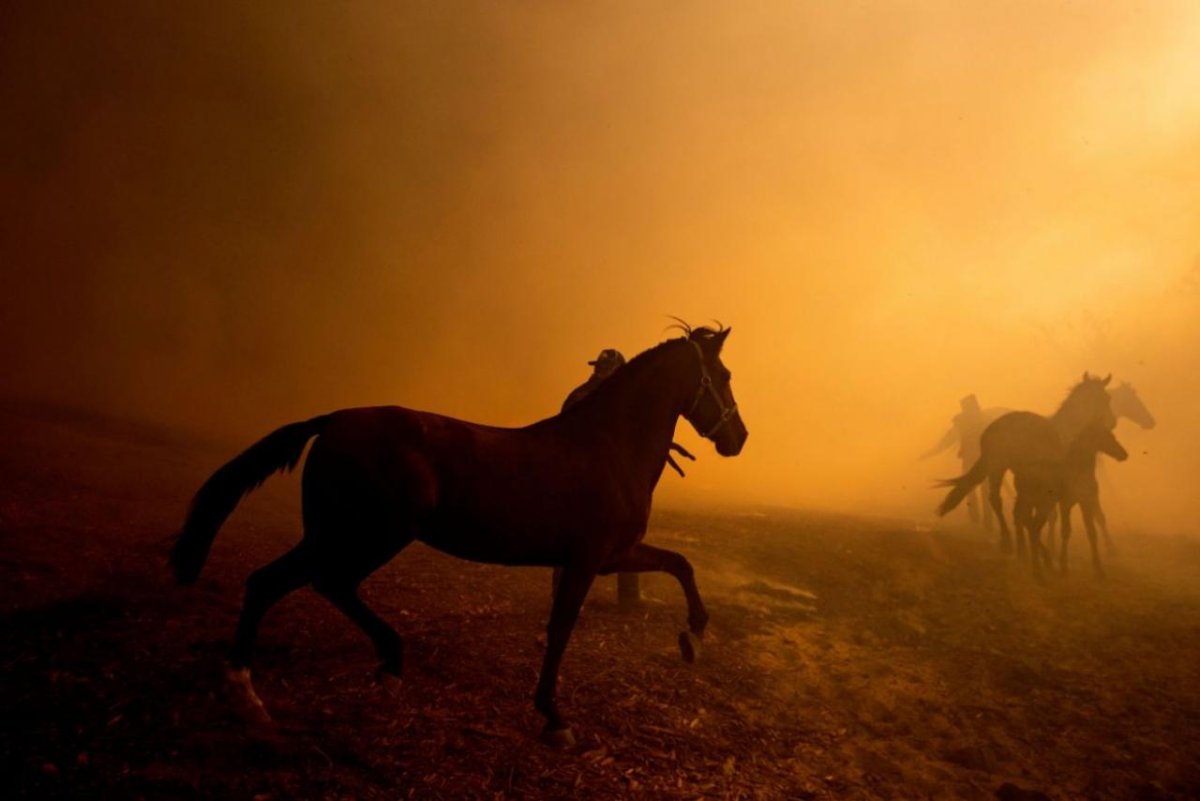 Первые пожарные повозки