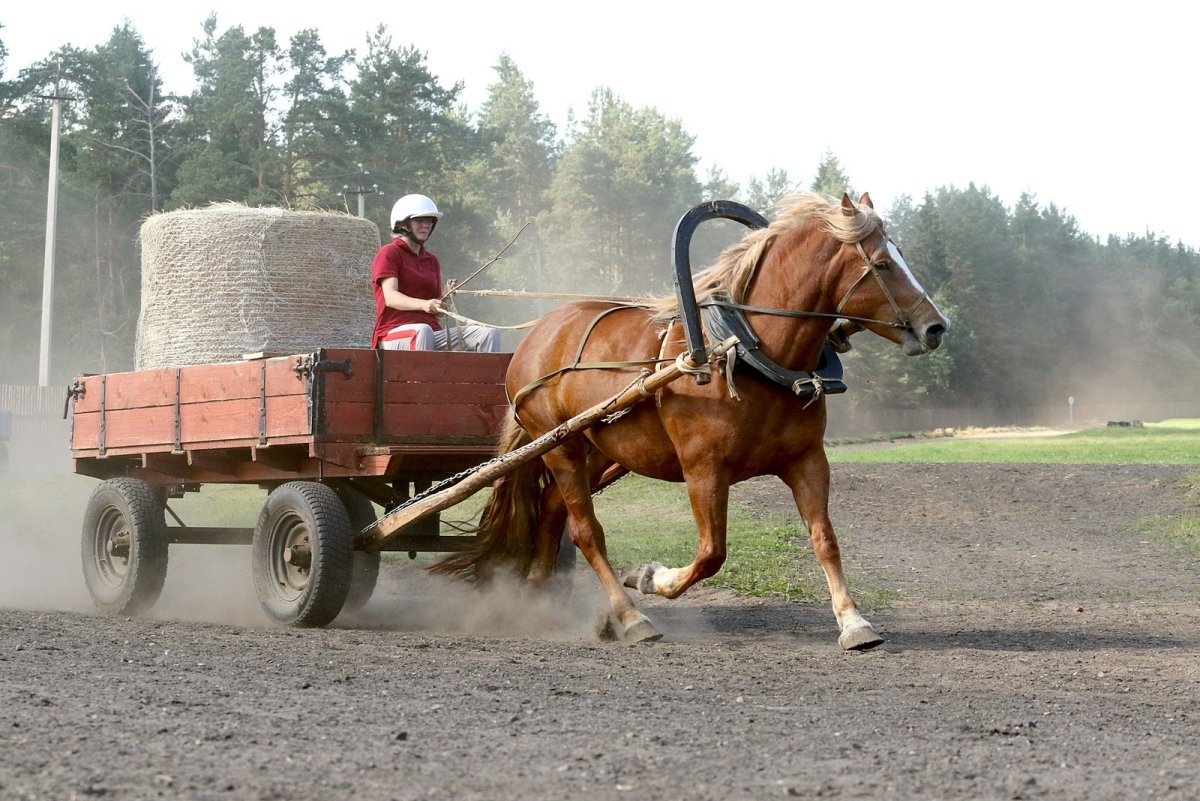 Конская машина