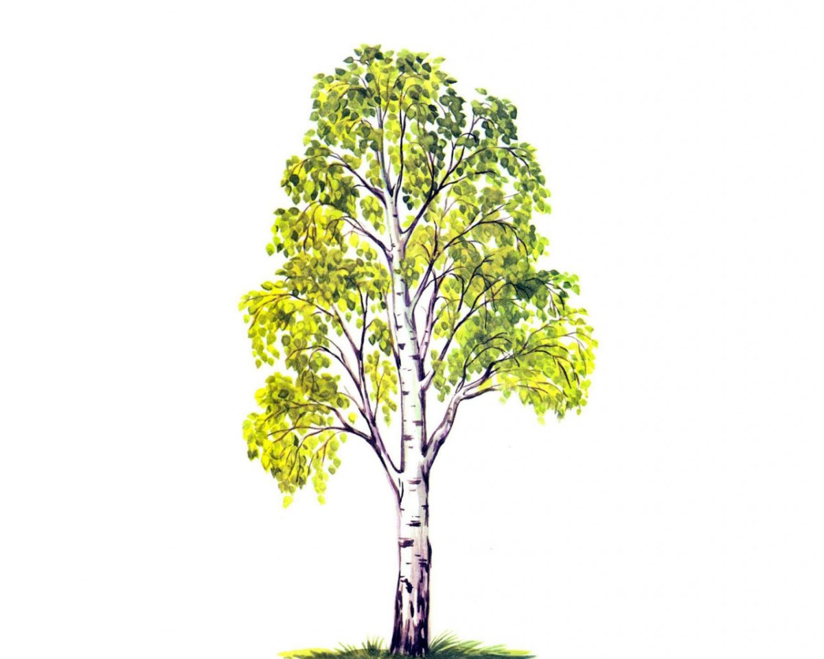 Березка дерево