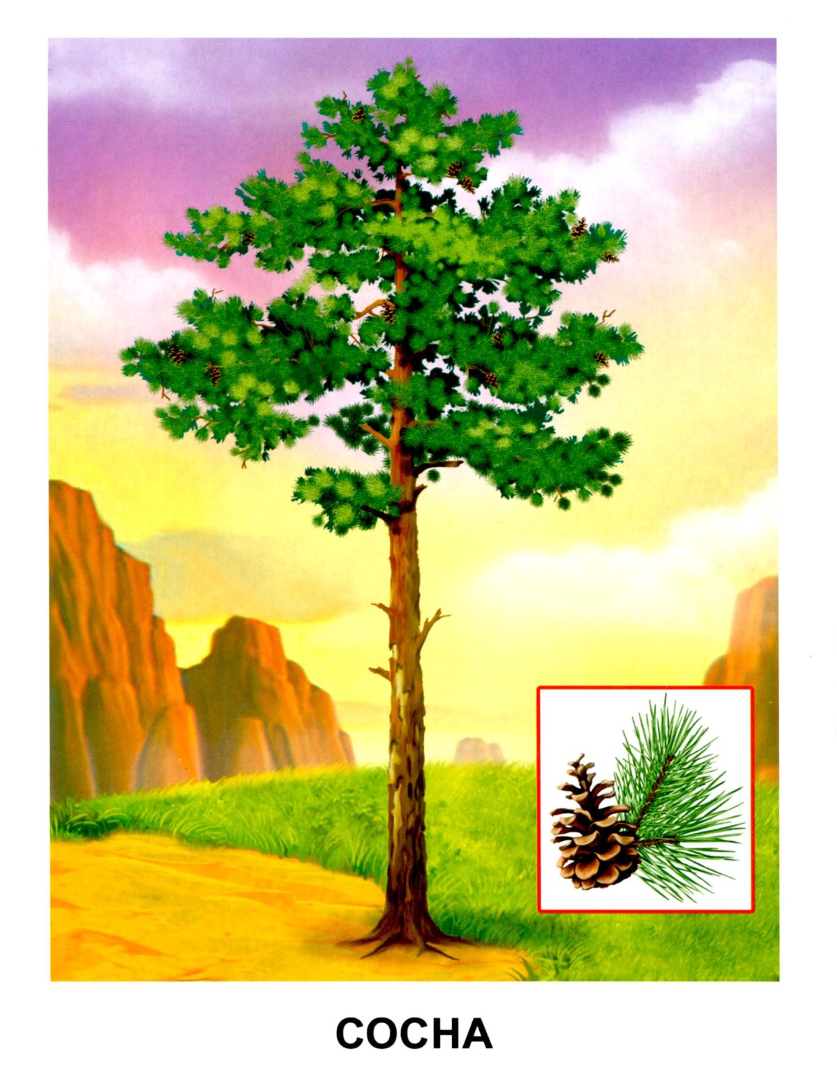 Карточки деревья