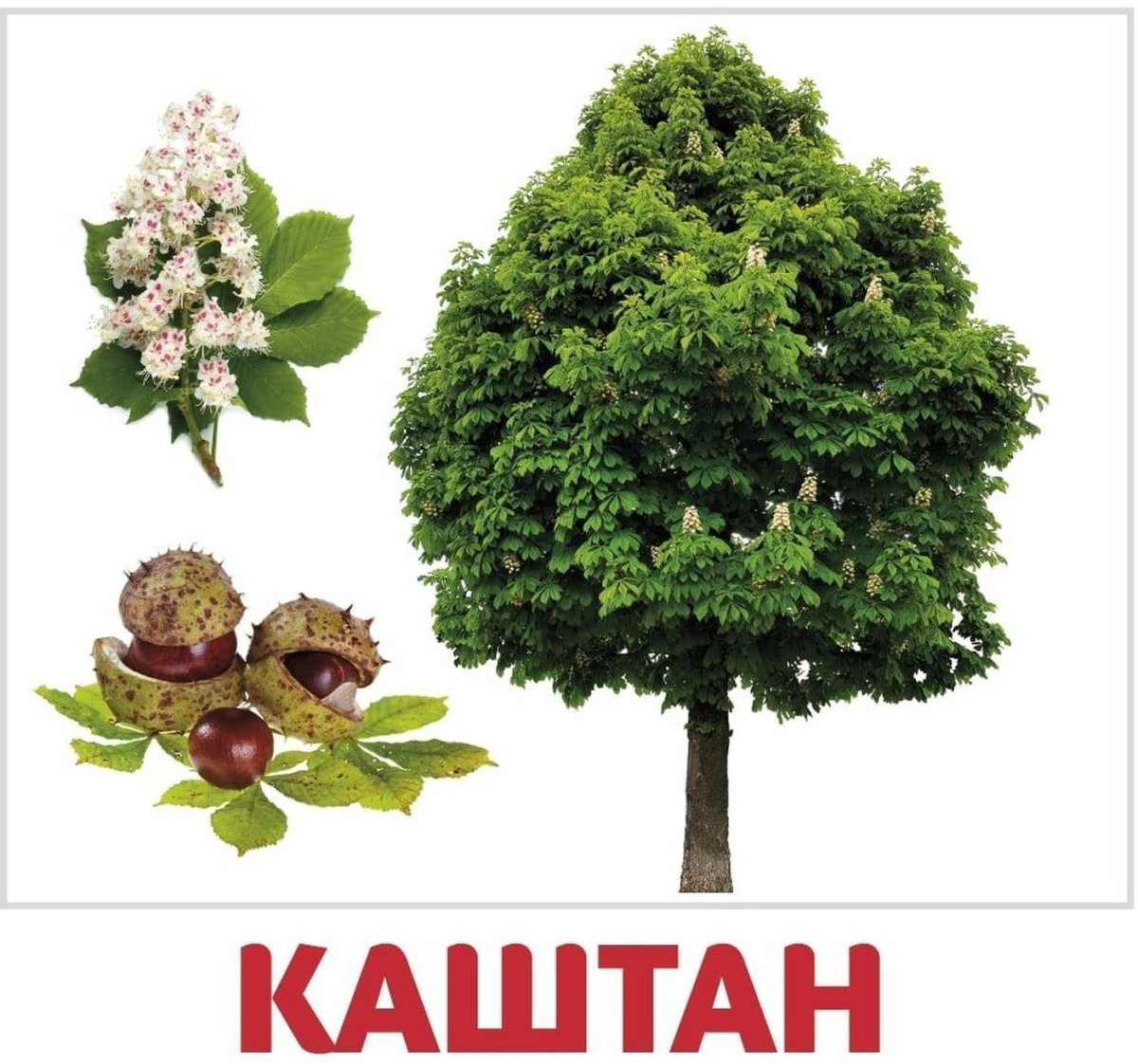 Карточки Домана деревья и листья и кустарники