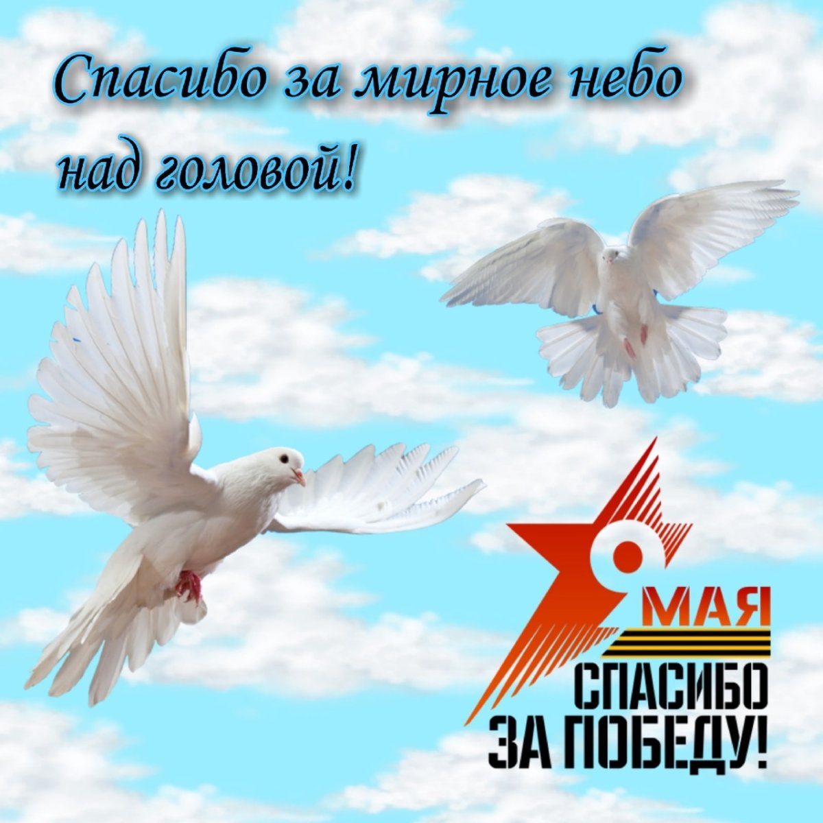 Голуби в небе