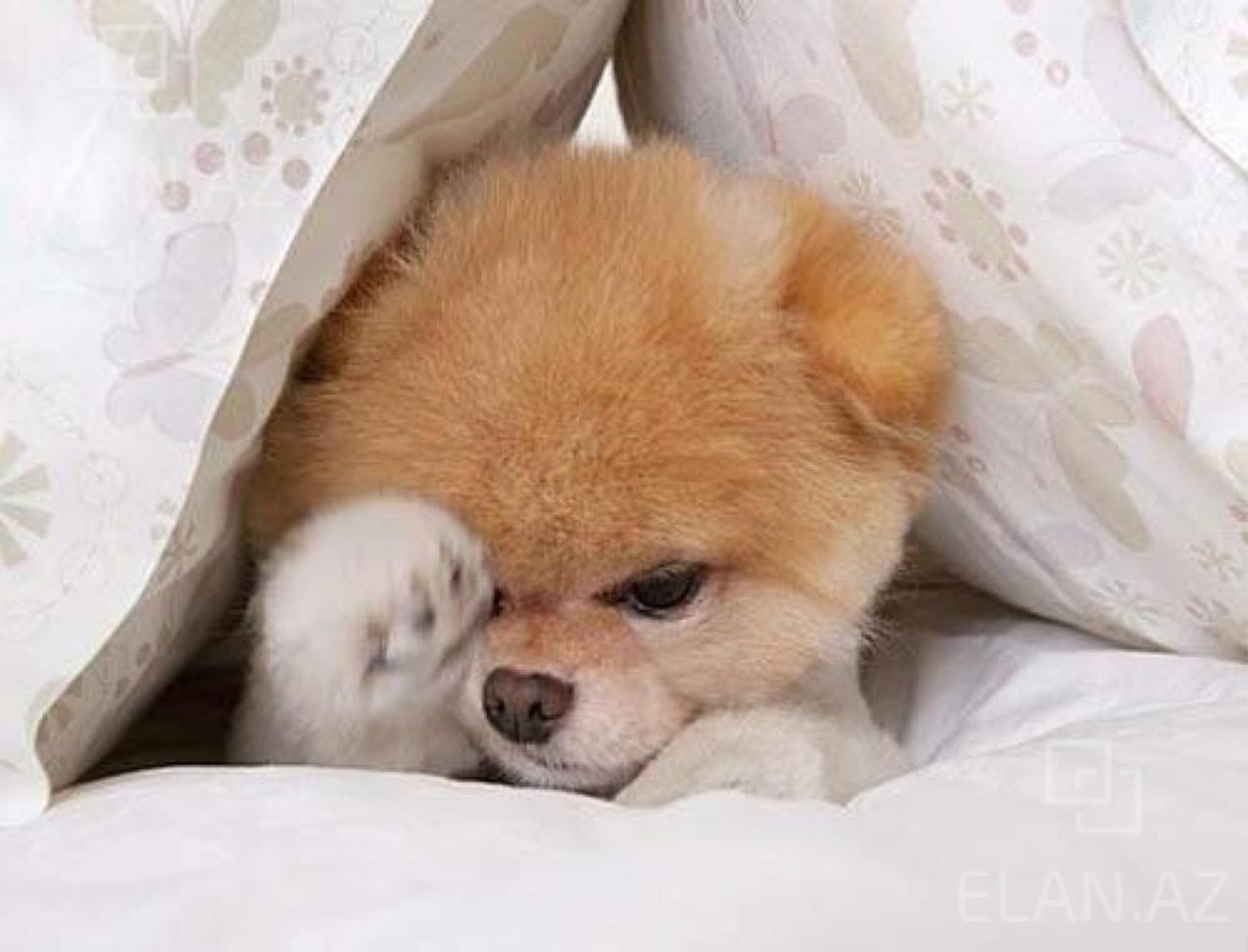 Мопс Пинтерест