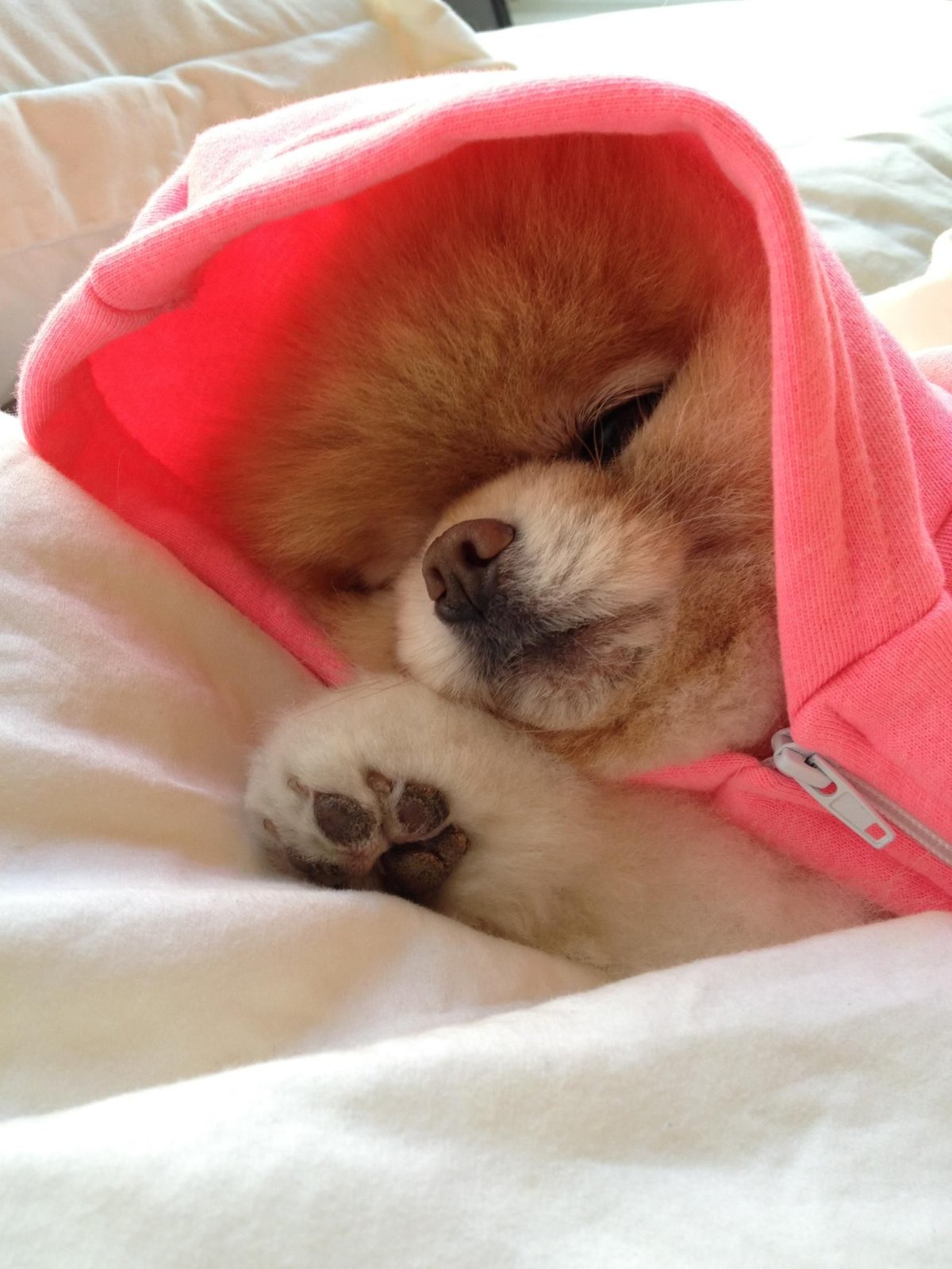 Собачка спит