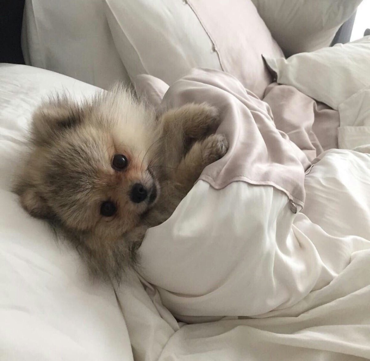 Доброе утро корги