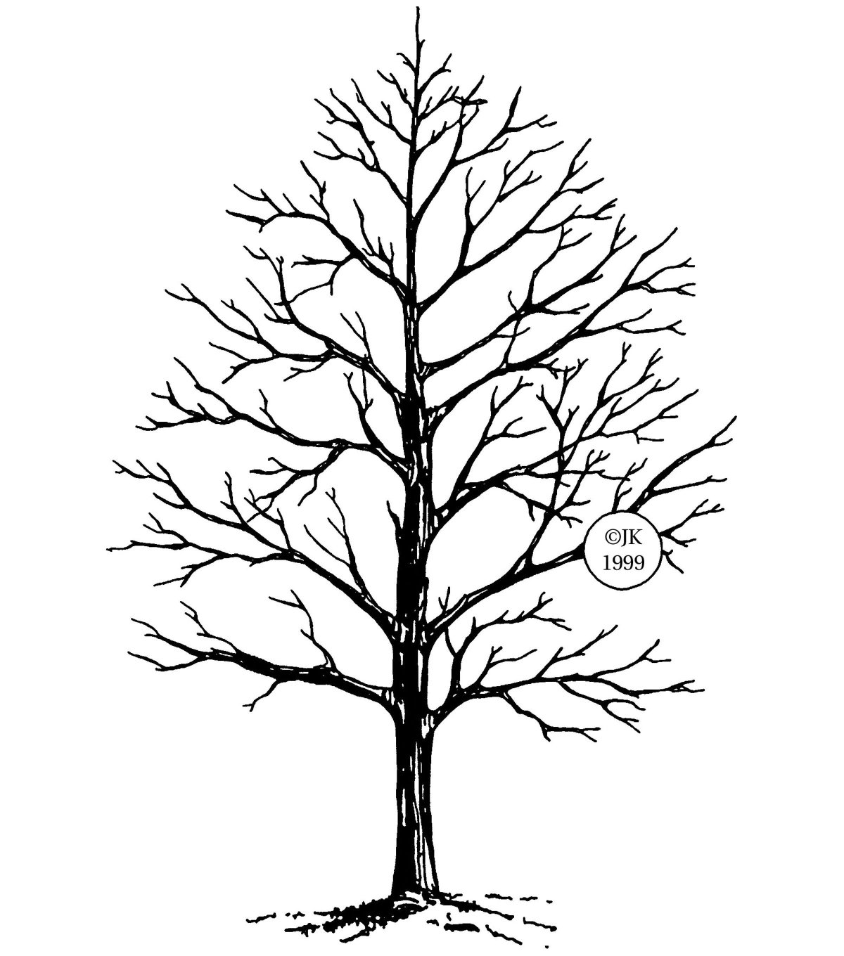 Голое дерево карандашом