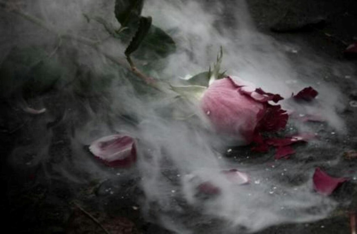 Поломанная роза