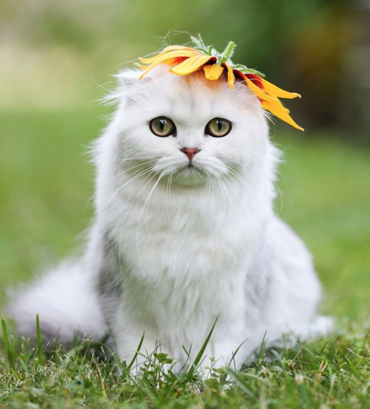 Счастливый кот