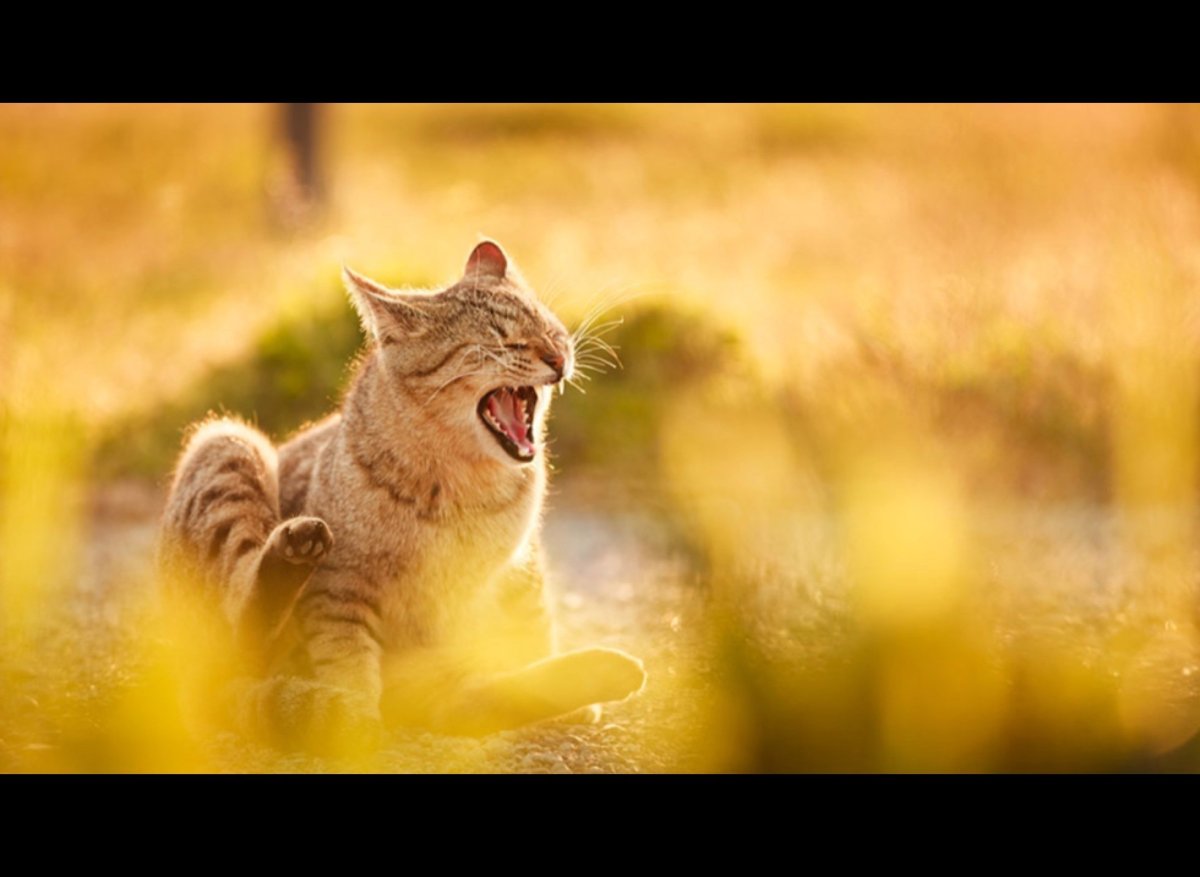 Кот персик Стикеры