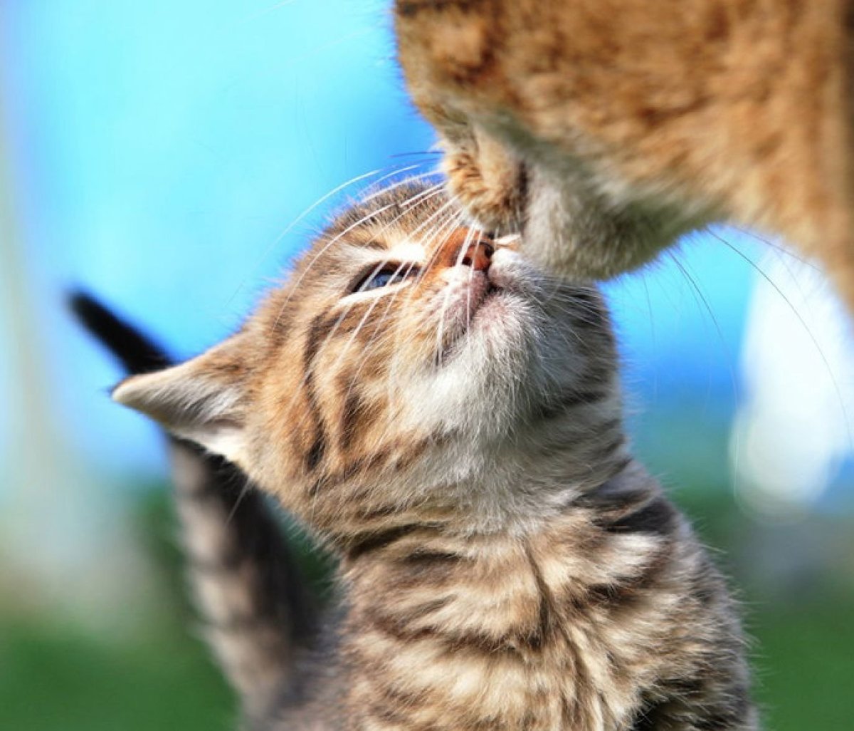 Котики утро милота