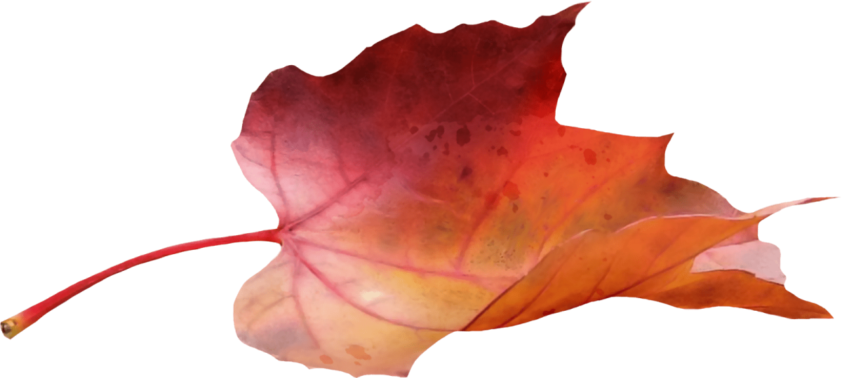 Листья для фотошопа на прозрачном фоне