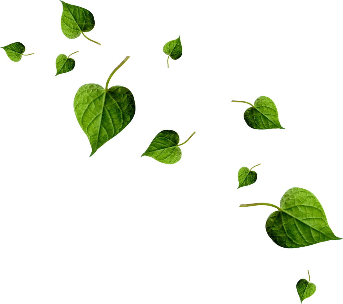 Зеленые листья на прозрачном фоне