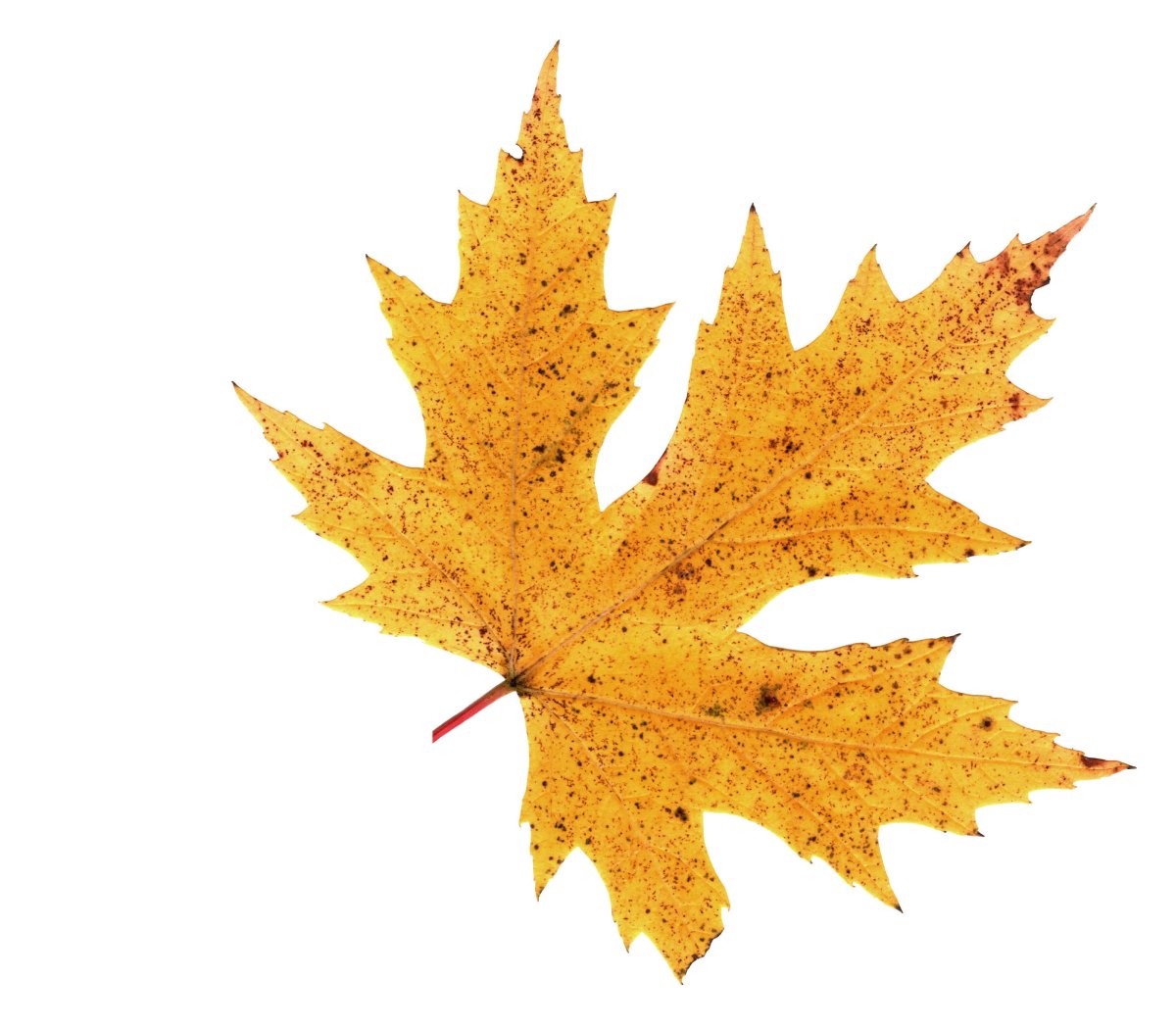 Кленовый лист на прозрачном фоне