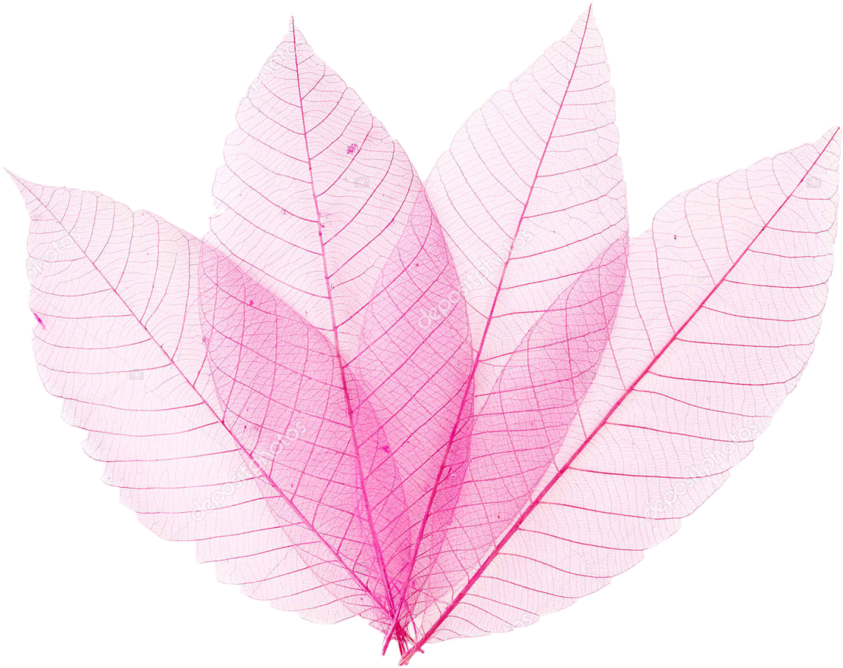 Розовые листья на белом фоне