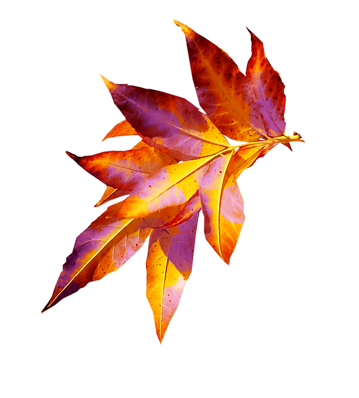 Осенние листья