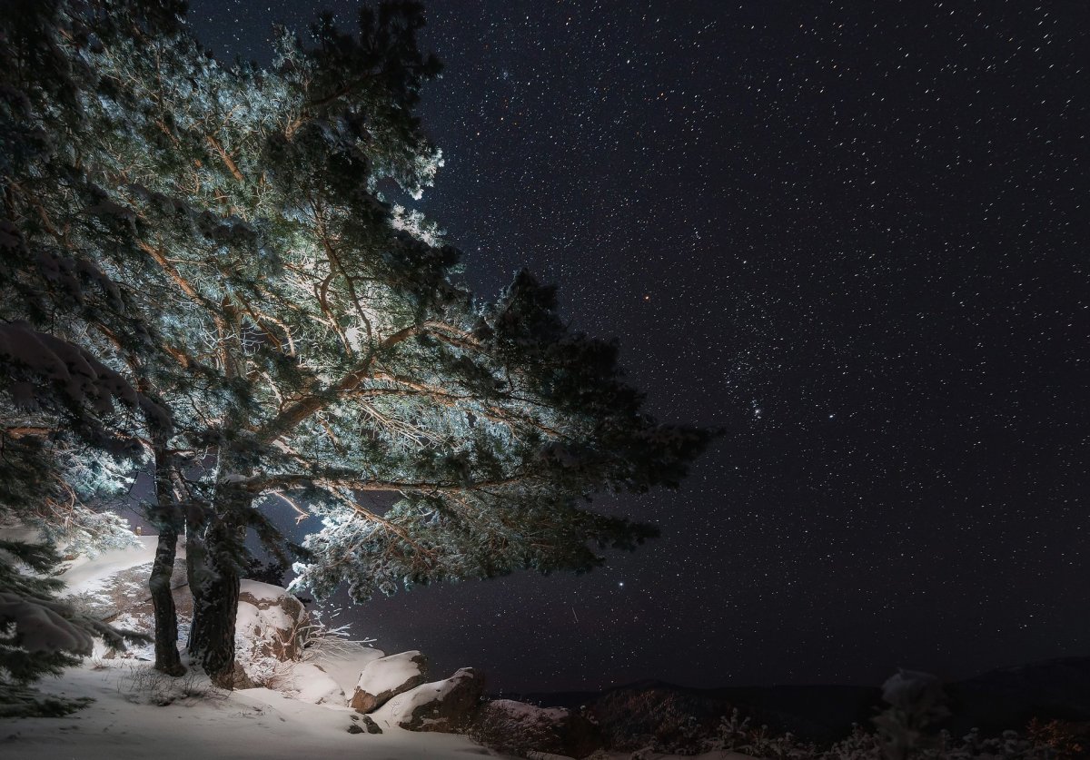 Сосны ночью