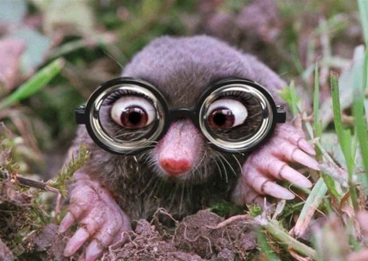 Крыса в очках
