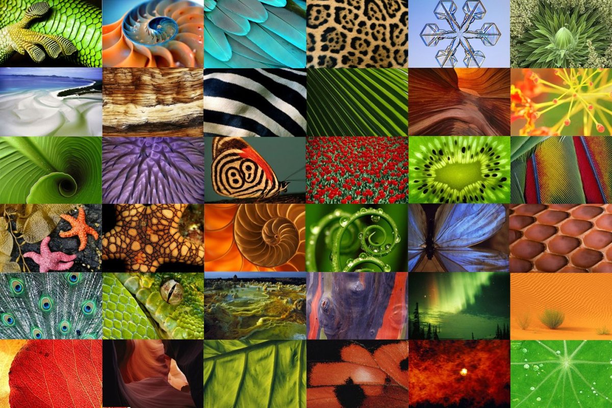 Красота математики в природе