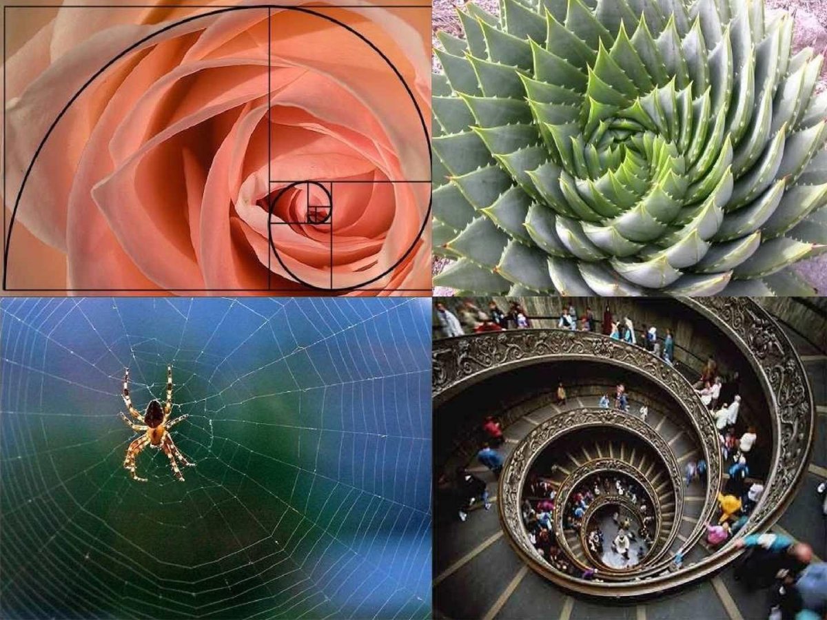 Гармония золотое сечение Фибоначчи