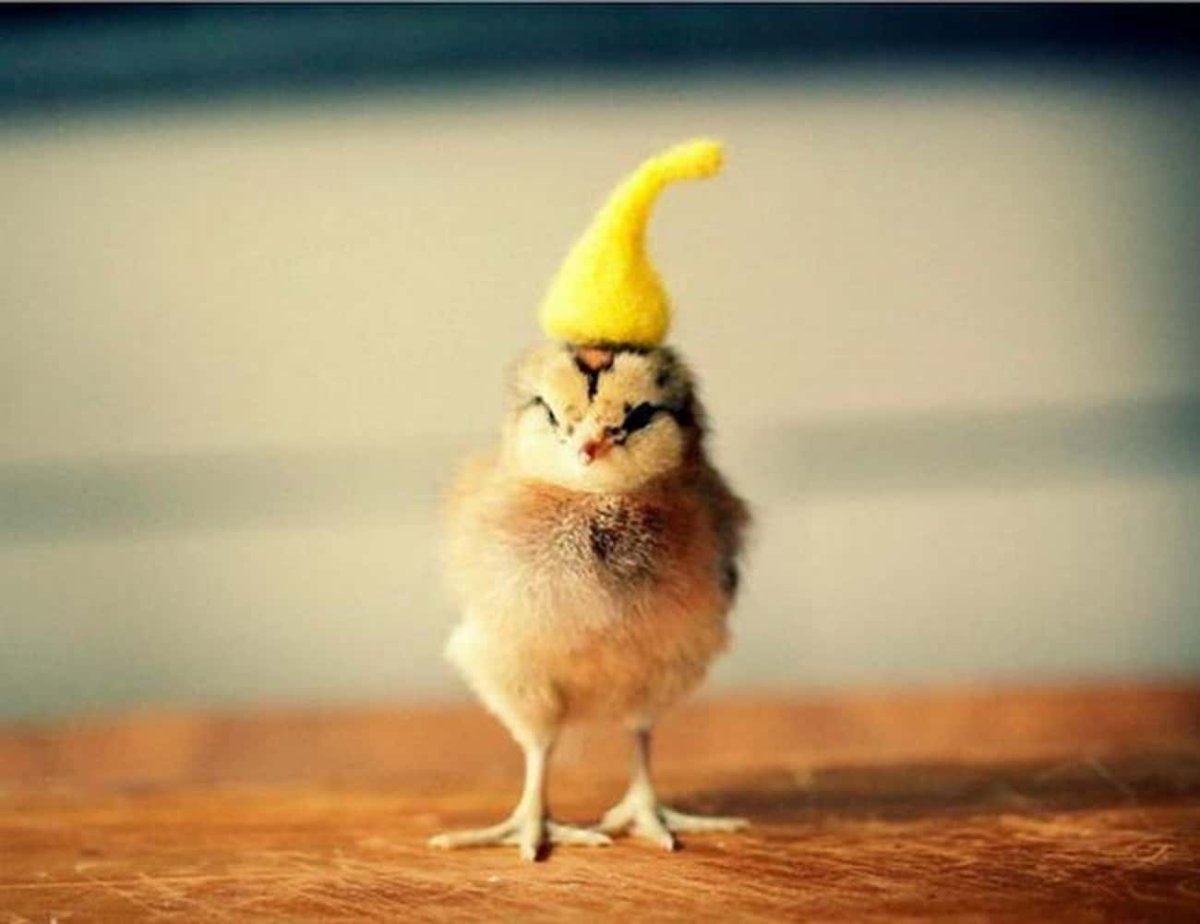 Бунт ушастых цыпленок