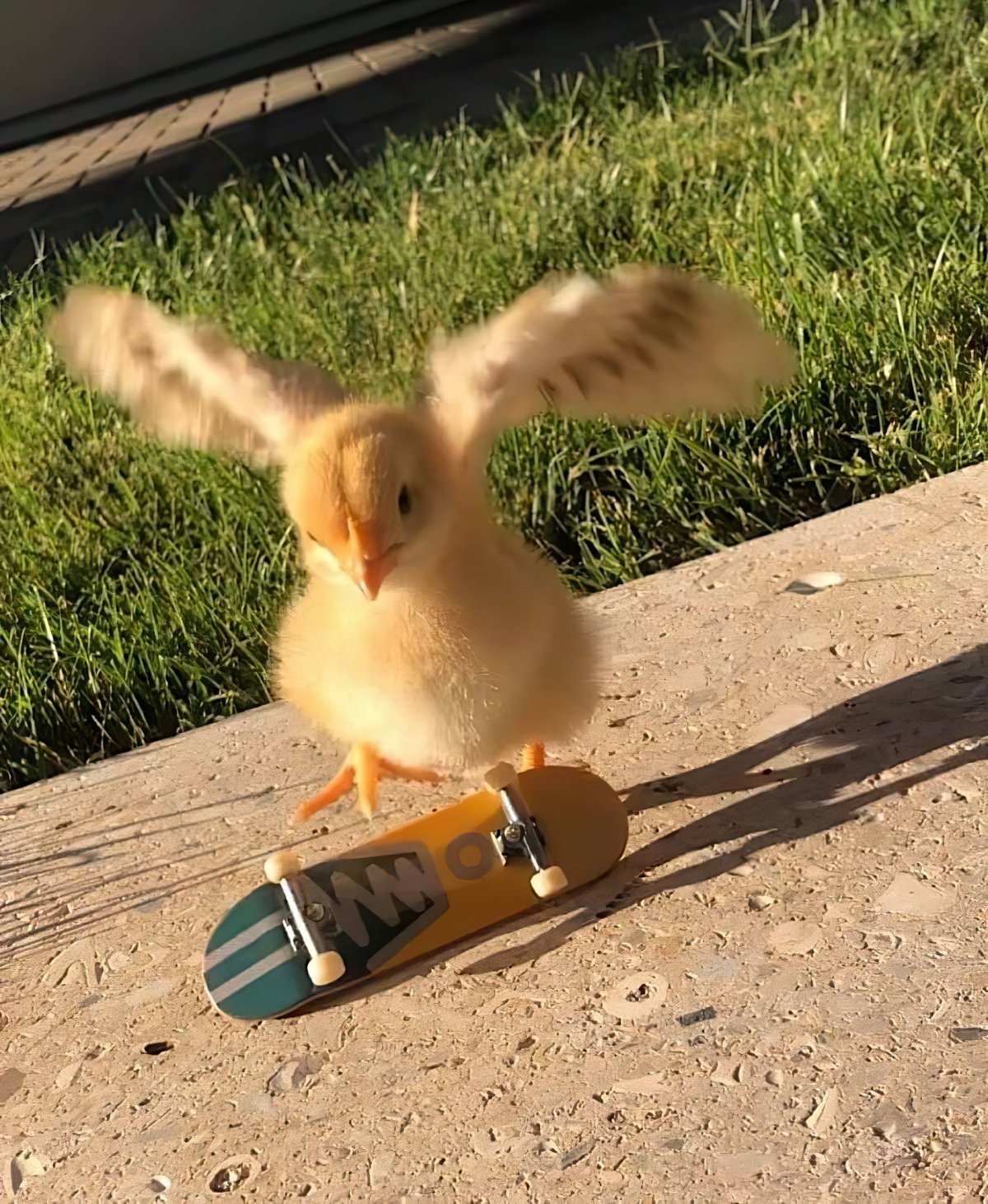 Огненный цыпленок