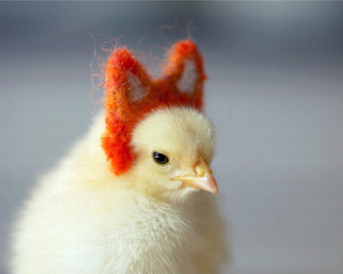 Цыплята для детей смешные