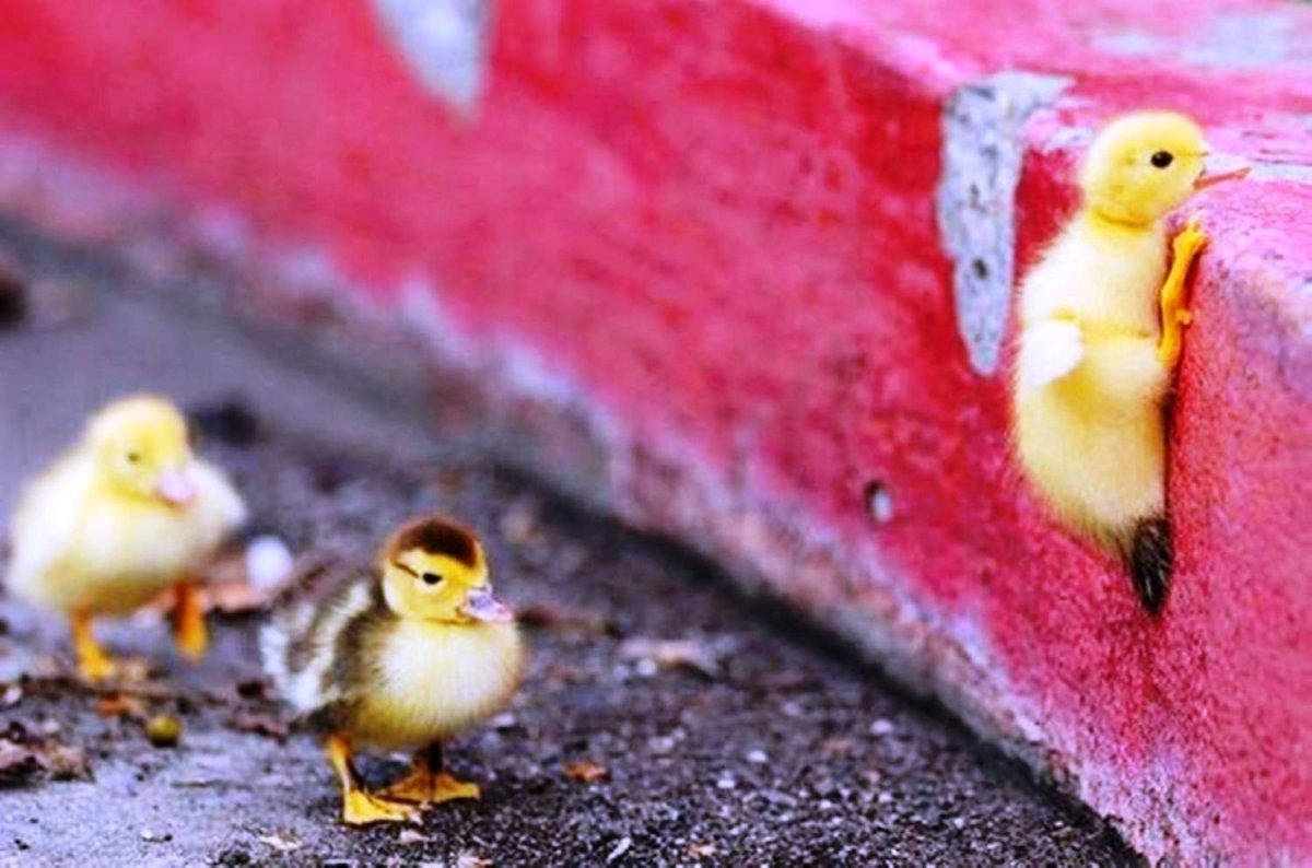 Шапка цыпленка